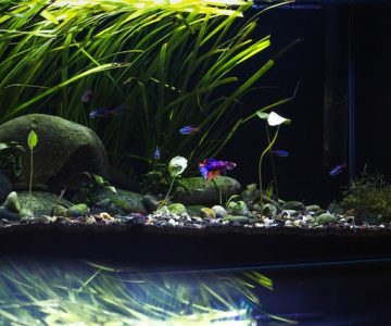 ein Aquarium voller Planzen und Steine