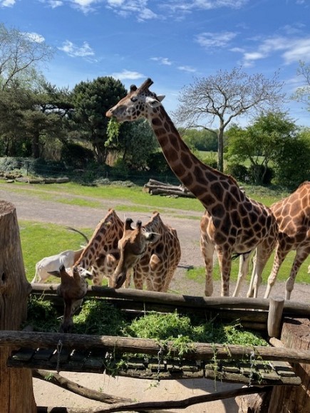 Ein spannender Tag im Zoo Leipzig – Die 5. Klassen unterwegs auf Entdeckungstour